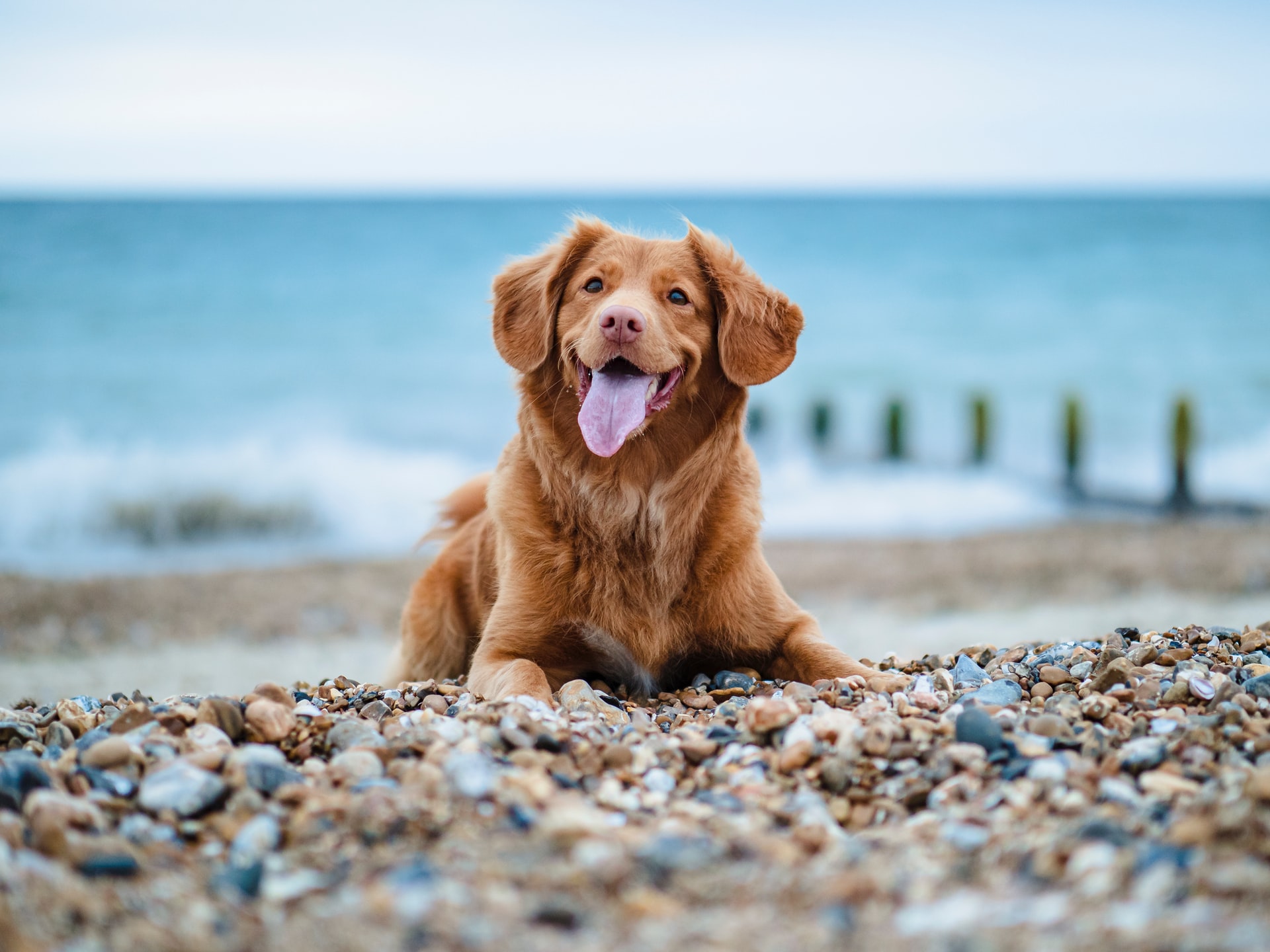 Playas Pet-Friendly en España para disfrutar con tu perro
